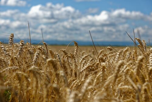 Conflit Russie-Ukraine : le prix du blé s’envole